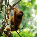 Ape in a Tree 2
