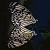 BW Butterflies