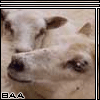 Baa