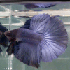 Betta fish