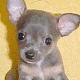 Big Eyed Puppy