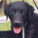 Black Dog