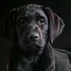 Black Labrador