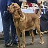 Bloodhound