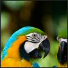 Blue Macaws