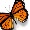 Butterfly2