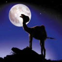 Camel   Mond