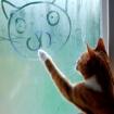Cat drawing