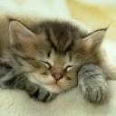 Catnap 2