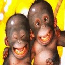 Cheeky Monkeys