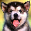 Cheeky Pup