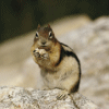 Chipmunk