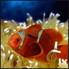 Clown fish