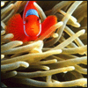 Clown fish2