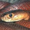 Cobra