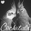 Cockatiels