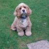 Cocker Spaniel