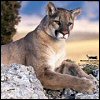 Cougar2
