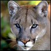 Cougar3