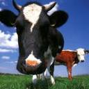 Cows Close Up