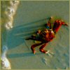 Crab