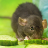 Cucumber gnaw