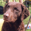 Curly the Dog
