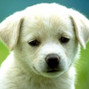 Cute Pup