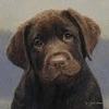 Cute brown dog