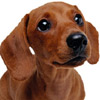 Dachshund2