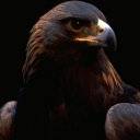 Dark Bird