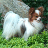 Dog Papillon
