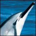 Dolphin Breaking the Water
