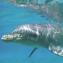 Dolphins Under the Surface