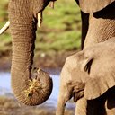 Elephant and Child