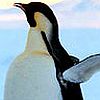 Emperor Penguin