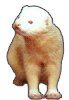 FERRET