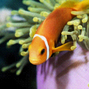 Fishy