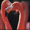 Flamingos