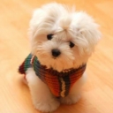 Fluffy 10