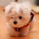 Fluffy 8