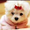 Fluffy 9