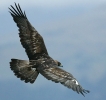 Flying free