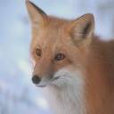 Fox in Snow