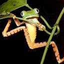 Frog Clinging On