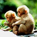 Funky Monkeys