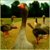 Geese