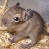 Gerbil