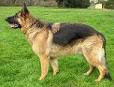 German shepherd