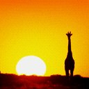 Giraffe Sunset